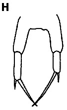 Espce Paracalanus gracilis - Planche 4 de figures morphologiques