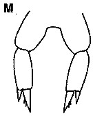 Espce Parvocalanus crassirostris - Planche 21 de figures morphologiques