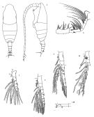 Espce Spinocalanus abyssalis - Planche 2 de figures morphologiques
