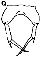 Espce Paracalanus quasimodo - Planche 6 de figures morphologiques