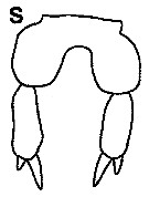 Espce Parvocalanus latus - Planche 3 de figures morphologiques