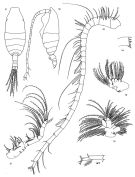 Espce Spinocalanus longicornis - Planche 3 de figures morphologiques