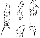 Espce Parathalestris croni - Planche 2 de figures morphologiques