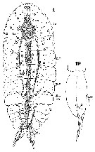 Espce Sapphirina iris - Planche 9 de figures morphologiques