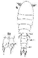 Espce Sapphirina gemma - Planche 8 de figures morphologiques