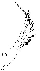 Espce Sapphirina gemma - Planche 9 de figures morphologiques