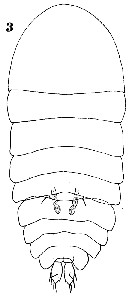 Espce Sapphirina gemma - Planche 10 de figures morphologiques
