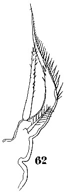 Espce Sapphirina gemma - Planche 11 de figures morphologiques