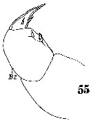 Espce Sapphirina angusta - Planche 15 de figures morphologiques