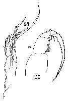 Espce Sapphirina angusta - Planche 18 de figures morphologiques