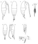 Espce Spinocalanus magnus - Planche 3 de figures morphologiques
