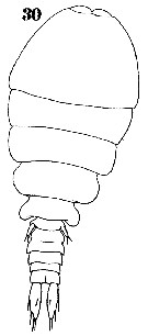 Espce Sapphirina lactens - Planche 6 de figures morphologiques
