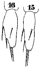Espce Sapphirina lactens - Planche 5 de figures morphologiques