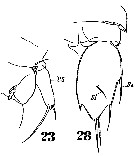 Espce Sapphirina vorax - Planche 3 de figures morphologiques