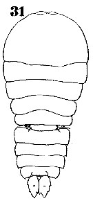 Espce Sapphirina sinuicauda - Planche 11 de figures morphologiques
