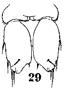 Espce Sapphirina gastrica - Planche 9 de figures morphologiques