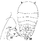 Espce Sapphirina maculosa - Planche 4 de figures morphologiques