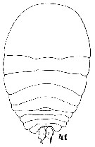 Espce Sapphirina bicuspidata - Planche 6 de figures morphologiques