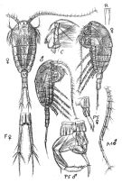 Espce Temora longicornis - Planche 1 de figures morphologiques