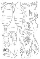 Espce Mimocalanus cultrifer - Planche 2 de figures morphologiques