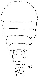 Espce Sapphirina scarlata - Planche 8 de figures morphologiques