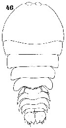 Espce Sapphirina opalina - Planche 12 de figures morphologiques