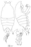 Espce Candacia giesbrechti - Planche 1 de figures morphologiques