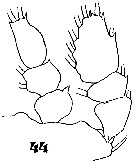 Espce Sapphirina lactens - Planche 9 de figures morphologiques