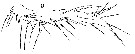 Espce Sapphirina darwini - Planche 8 de figures morphologiques