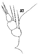 Espce Sapphirina darwini - Planche 11 de figures morphologiques