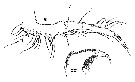 Espce Sapphirina opalina - Planche 14 de figures morphologiques