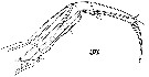 Espce Sapphirina opalina - Planche 15 de figures morphologiques