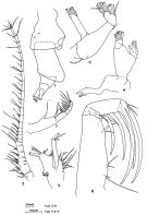 Espce Candacia giesbrechti - Planche 2 de figures morphologiques