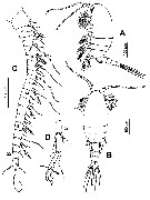 Espce Hondurella verrucosa - Planche 1 de figures morphologiques