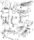 Espce Hondurella verrucosa - Planche 2 de figures morphologiques