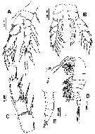 Espce Hondurella verrucosa - Planche 4 de figures morphologiques