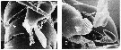 Espce Hondurella verrucosa - Planche 11 de figures morphologiques