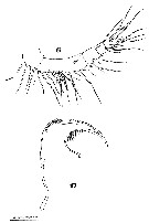 Espce Sapphirina angusta - Planche 23 de figures morphologiques