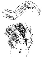 Species Sapphirina angusta - Plate 24 of morphological figures