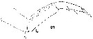 Espce Sapphirina angusta - Planche 19 de figures morphologiques