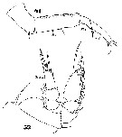 Espce Sapphirina pyrosomatis - Planche 4 de figures morphologiques