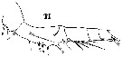 Espce Sapphirina intestinata - Planche 9 de figures morphologiques
