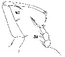 Espce Sapphirina intestinata - Planche 10 de figures morphologiques
