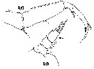 Espce Sapphirina gastrica - Planche 11 de figures morphologiques