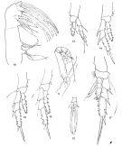 Espce Alrhabdus johrdeae - Planche 2 de figures morphologiques