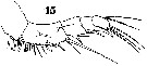 Espce Sapphirina stellata - Planche 13 de figures morphologiques
