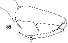 Espce Sapphirina stellata - Planche 14 de figures morphologiques