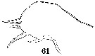 Espce Sapphirina angusta - Planche 26 de figures morphologiques