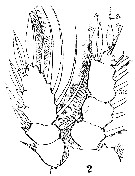 Espce Sapphirina angusta - Planche 20 de figures morphologiques