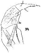 Espce Sapphirina opalina - Planche 17 de figures morphologiques